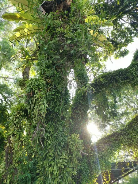 Δράκους Κλίμακα Φτέρη Πολλαπλασιάζονται Γύρω Από Παλιό Κορμό Δέντρο Και — Φωτογραφία Αρχείου