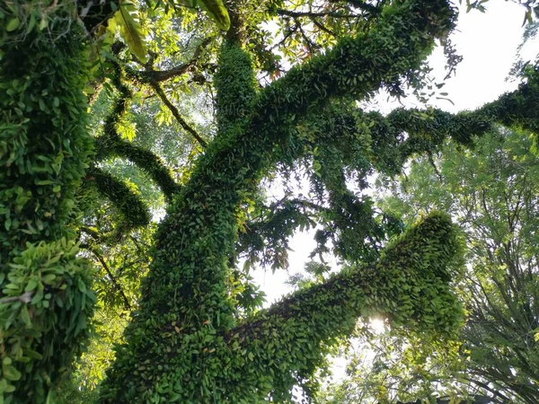 Dragons Scale Fern Propagating Old Tree Trunk Branches — Stock Photo, Image