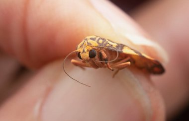 Lydia liken güvesinin yakın çekimi.