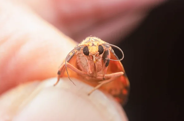 Zblízka Záběr Lydia Lichen Moth — Stock fotografie