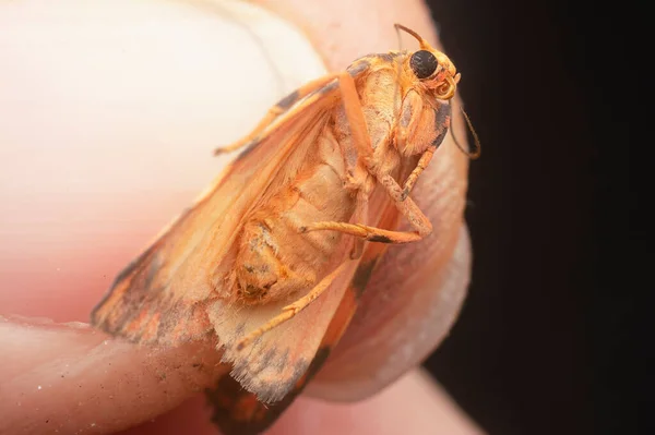 Close Shot Lydia Lichen Moth — Stock Photo, Image