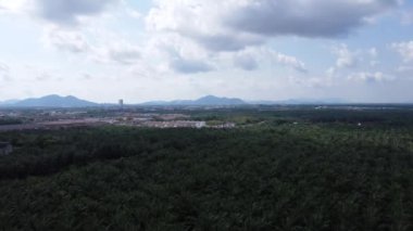 Mavi gökyüzü yeşil palmiye ağacının üzerinde.