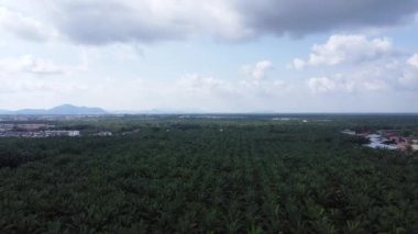 Mavi gökyüzü yeşil palmiye ağacının üzerinde.