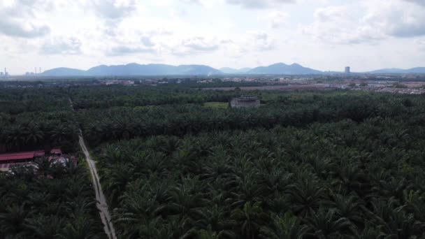 Blauwe Lucht Boven Groene Palmplantage — Stockvideo
