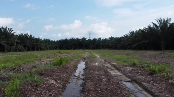 Neobsazený Pozemek Uprostřed Plantáže Palmového Oleje — Stock video