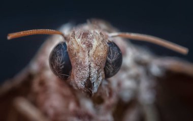 close up headshot of the common moth. clipart