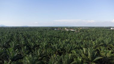 Mavi gökyüzü yeşil palmiye ağacının üzerinde.
