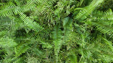 Yukarıdan keman başı eğreltiotu otlağına bak.