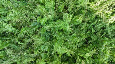 Yukarıdan keman başı eğreltiotu otlağına bak.