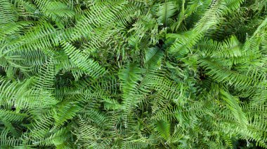 Yukarıdan keman başı eğreltiotu otlağına bak.