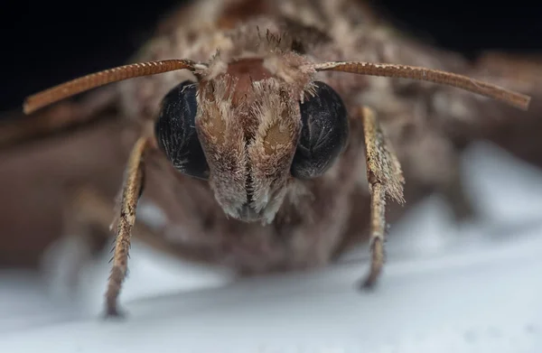 Close Headshot Common Moth — стоковое фото