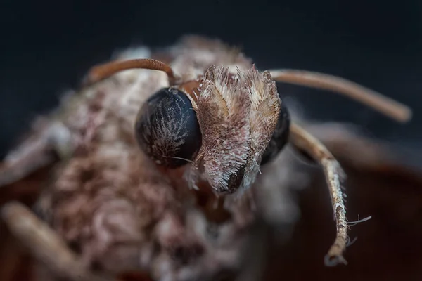 Close Headshot Common Moth — стоковое фото