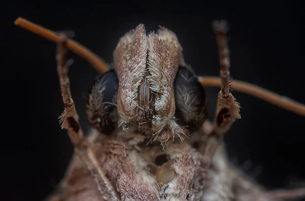 Close Headshot Common Moth — стоковое фото