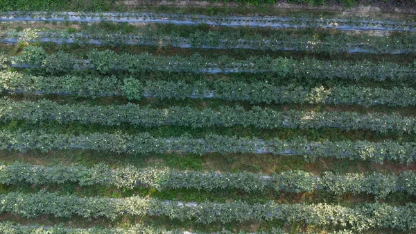 Mirar Hacia Abajo Granja Okra Desde Arriba — Foto de Stock