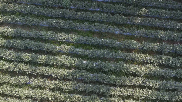 Olhar Para Baixo Fazenda Quiabo Cima — Fotografia de Stock