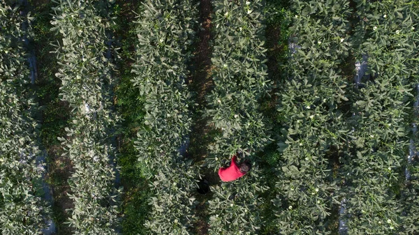 Nézz Okra Farmra Felülről — Stock Fotó