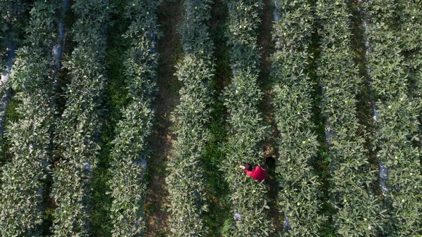 Regarder Vers Bas Sur Ferme Okra Haut — Photo