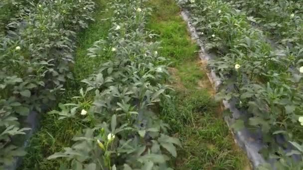 Escena Alrededor Granja Agrícola Okra — Vídeos de Stock