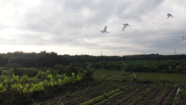 Early Morning Scene Vacant Agriculture Farm — Stock Video