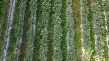 Bamya tarlalarındaki hava manzarası 