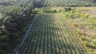 Bamya tarlalarındaki hava manzarası 