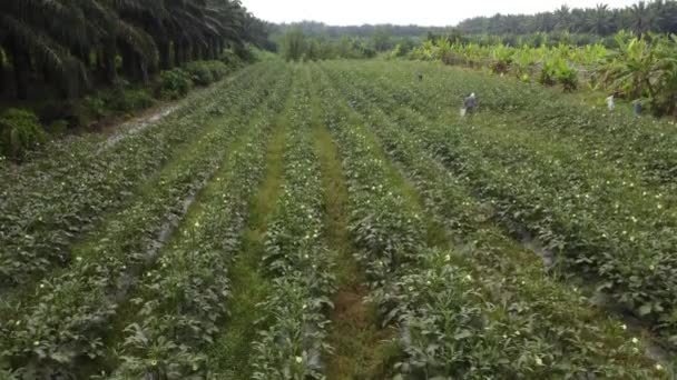 Perak Malaysia March 2022 Aerial Scene Growth Okra Agriculture Farmer — Stock Video