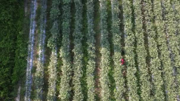 Légi Felvétel Jelenet Okra Mezőgazdasági Gazdaság — Stock videók