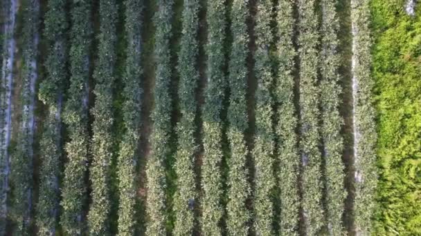 Légi Felvétel Jelenet Okra Mezőgazdasági Gazdaság — Stock videók