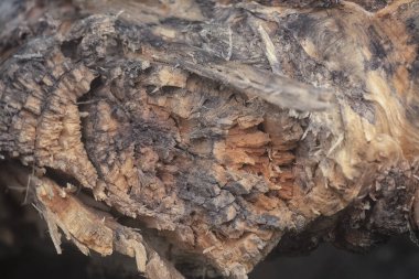 Kes ya da kırık kauçuk ağaç dokusu