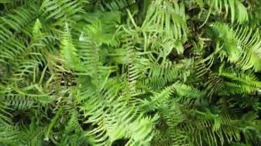 Fiddlehead eğreltiotu çayırında hava manzarası