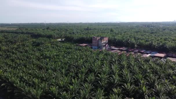 Aerial View Green Palm Oil Plantation — Stock Video