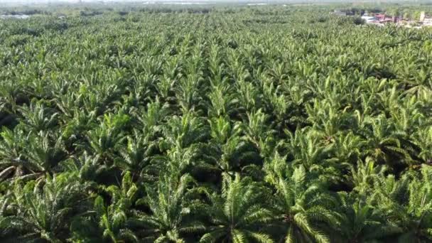 Aerial View Green Palm Oil Plantation — Stock Video