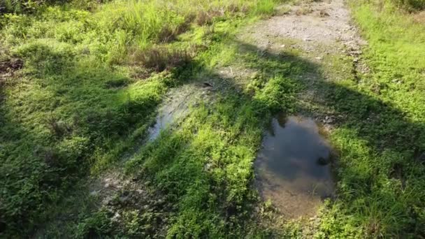 停滞した水たまりの流れの上を飛行する空中シーン — ストック動画