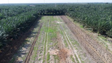 Palmiye yağı tarlasının ortasındaki boş arazi manzarası.