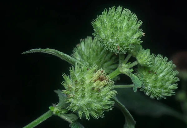 Nahaufnahme Des Unkrauts Hyptis Capitata — Stockfoto