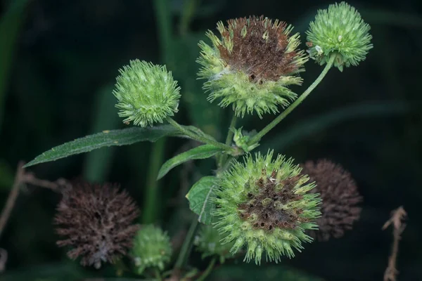 Tiro Perto Erva Hyptis Capitata — Fotografia de Stock