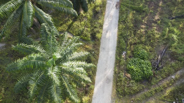 Vue Aérienne Route Rurale Plantation Palmiers Huile — Photo