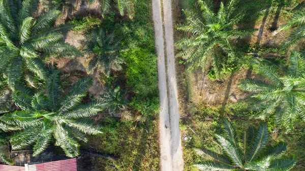 Vista Aérea Carretera Rural Plantación Palma Aceitera — Foto de Stock