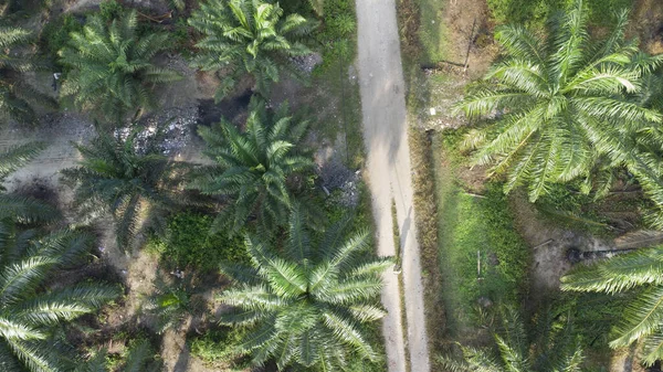 Vista Aérea Carretera Rural Plantación Palma Aceitera — Foto de Stock