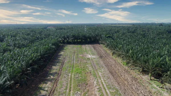 aerial view of the vacant plot of land in the middle of the palm oil plantation