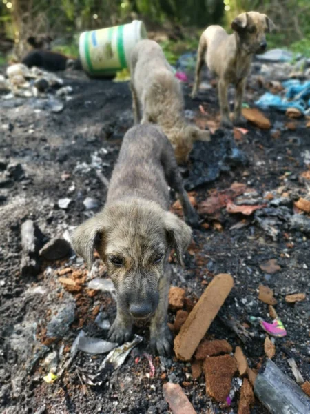 Streunende Hundefamilie Lebt Müllcontainer — Stockfoto