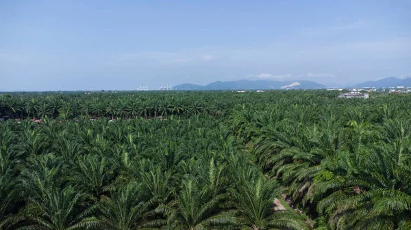 绿色棕榈油种植园的鸟瞰图 — 图库照片
