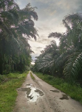 Şiddetli sabah yağmurundan sonra çiftlikte ıslak yol