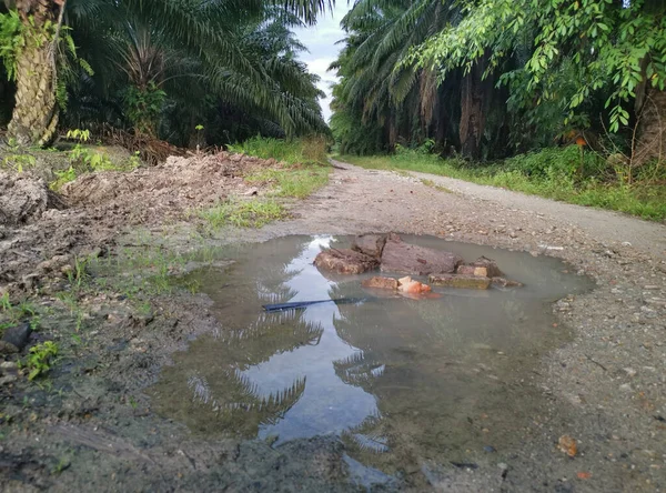 Camino Mojado Plantación Después Fuerte Lluvia Mañana —  Fotos de Stock