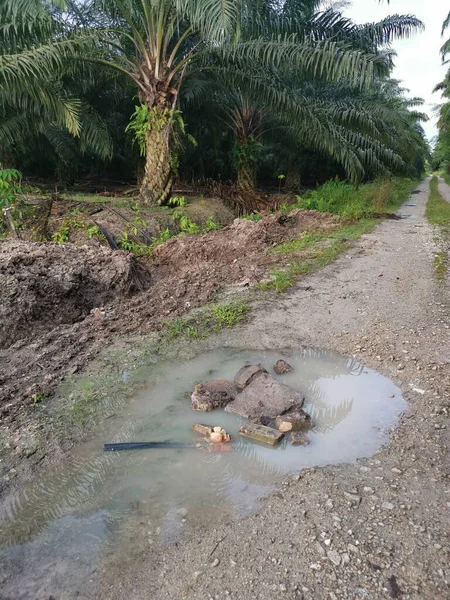 Camino Mojado Plantación Después Fuerte Lluvia Mañana —  Fotos de Stock