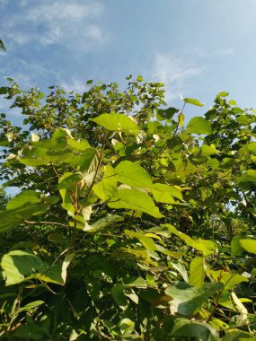 Yaban Çin şemsiyesi ağacı ve küçük bir bitki örtüsü. 