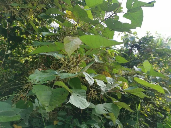 Wilde Chinese Parasolboom Met Kleine Flora — Stockfoto