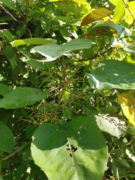 Vild Kinesisk Parasoll Träd Med Liten Flora — Stockfoto