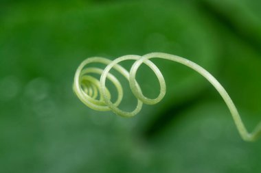 Taze yeşil filizin yakın çekimi