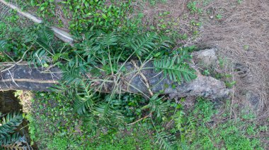 Vahşi yapraklı canavarın hava manzarası. 